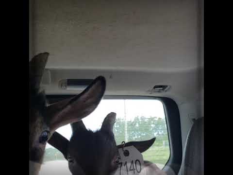 5 Baby Goats saved from slaughter