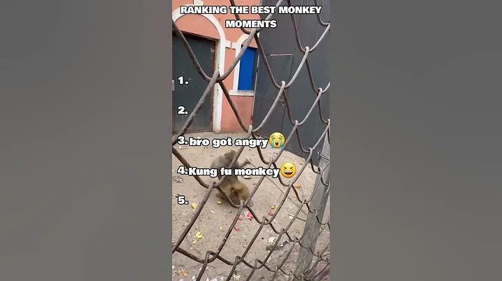 Ranking the Best Monkey Moments of All Time 🐵🔥