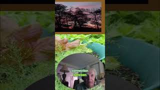 Mindful Eating: Connect with Your Food's Journey #shorts