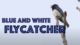 [4K] Blue-and-white flycatcher song オオルリのさえずり | Picchio Wildlife Research Center ピッキオ