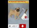 Your dog is a kill*er dog… for the mafia🤣😁😁🤣😂 #funny #prank #prankvideo #jokes