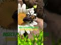POLLINATION: Insect. Bees. Edwin Williams Sci Res. #youtubeshorts, #nature. @edwinwilliams7767