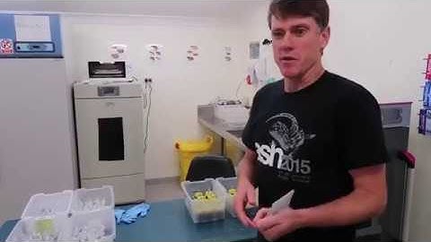 A tour of The Lizard Lab