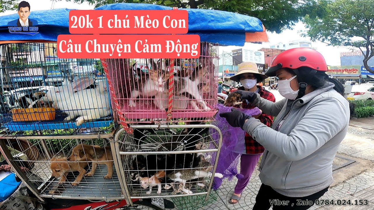 bán chó mèo New Update Cuộc Mua Bán Chó, mèo con và đằng sau câu chuyện rơi nước mắt