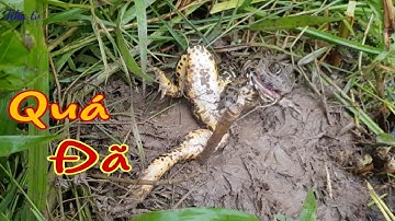 Cắm Câu Ếch Bờ Ruộng Và Mương Bỏ Hoang Cái Kết Không Ngờ || Frog fishing || Sông nước miền tây