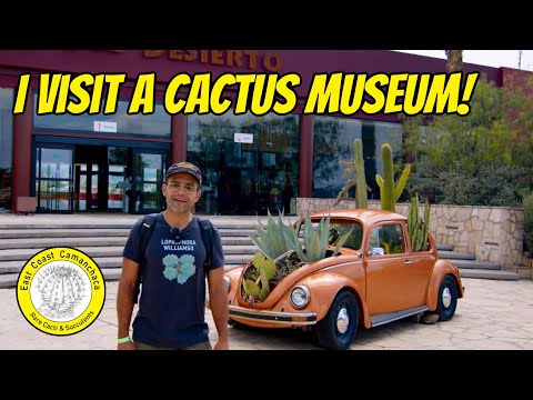 Visit a museum full of rare cacti and fossils!
