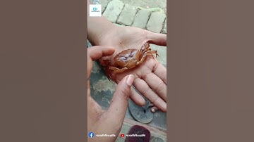 The incredible unity of the spider crab  Spy in the Ocean #shorts