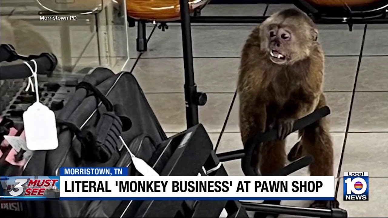 Monkey goes ape after breaking into Tennessee pawn shop