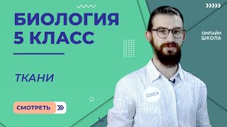 Ткани. Урок 11. Биология 5 класс