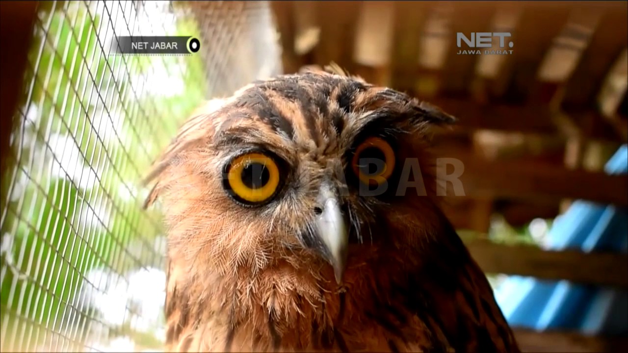 NET JABAR BURUNG  HANTU  JENIS BUBO KETUPU MENJADI HEWAN  