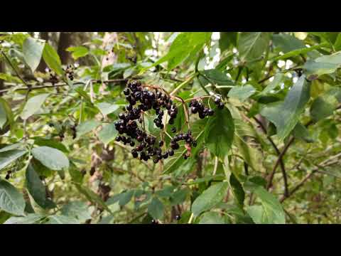 Video: Mga Nakapagpapagaling Na Katangian Ng Itim Na Elderberry (Sambucus Nigra)