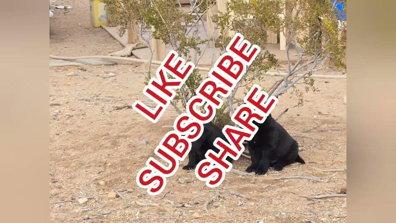 Being Limited In Progression, Mar. 15, 2025