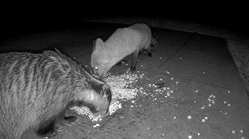Reolink Captures: Badger and Fox Dining