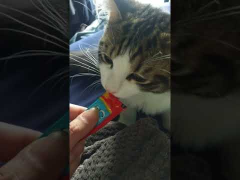 平櫻いづみブリーダーからお迎えしたノルウェージャンフォレストキャット：HALくん