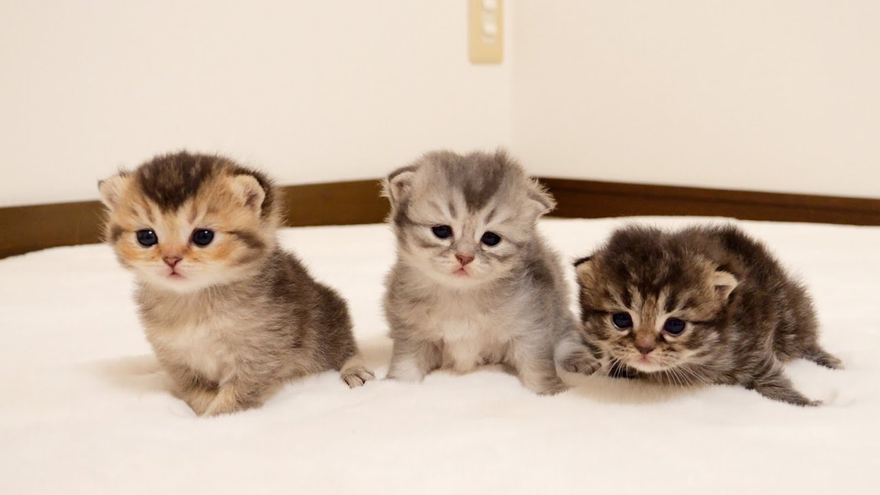 This sleepy kitten was taken out for a walk and was so cute! - YouTube