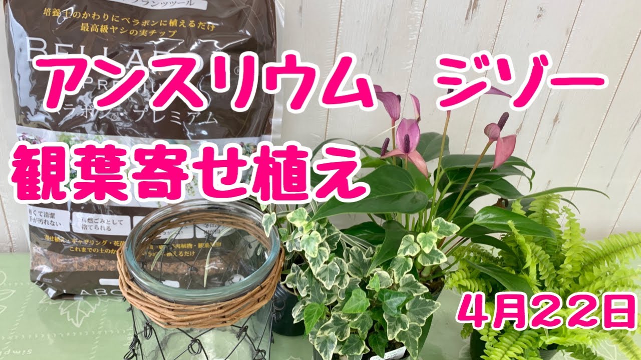 初心者向け観葉植物の寄せ植え Youtube
