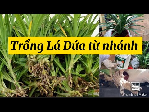 Video #132 ????????Cách trồng LÁ DỨA từ NHÁNH ở xứ lạnh | Cây... - youtube