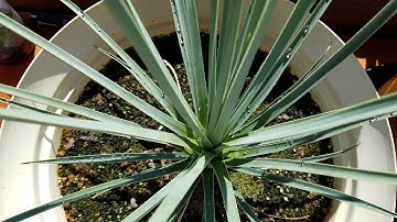 Growing Joshua Trees from Seeds, Days 642-801