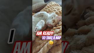 Ready To Take A Nap