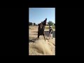 انڈیا میں اونٹ کو ڈانس کرانے کا طریقہ     چولستانی ثقافت