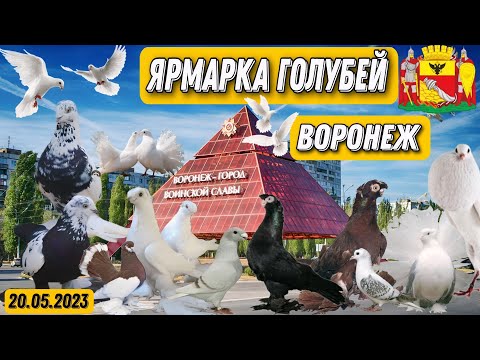 Всероссийская ярмарка голубей. Россия г.Воронеж. 20.05.2023 Редкие породы голубей. Воронеж удивляет.