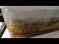 Flush between fruiting growing mushrooms in tub easy home mycology how to mushroom tips for you