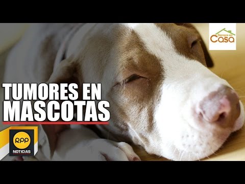 Video: Cáncer canino: qué puede hacer para proteger a su perro