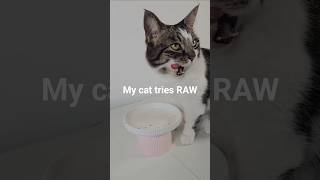 Picky cat tries RAW food