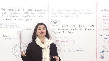 Class 8 - Science - Chapter 02 - Lecture 4 - fertilization - Allied Schools