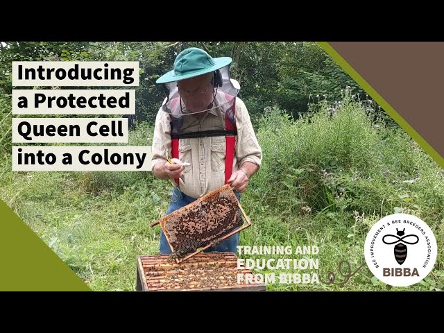 Introducing a Protected Queen Cell into a Colony