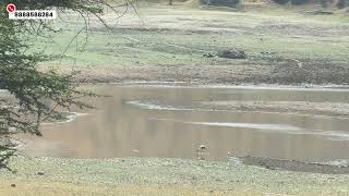 Jadhavwadi Pune Me Shapoorji Pallonji Treetopia Plots | Full Overview #exbroker #ShapoorjiPallonji