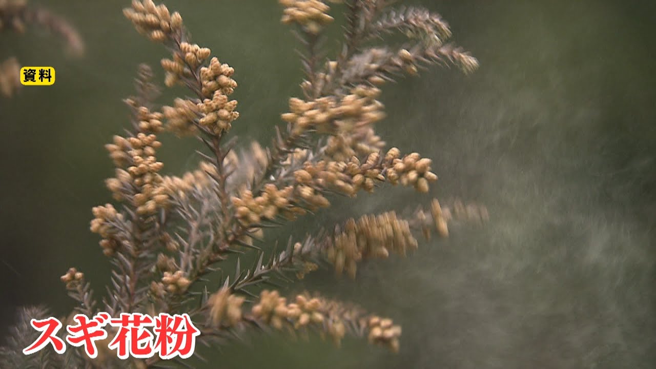 増える「子どもの花粉症」...効果期待される『免疫療法』は“子どもに優しく”開発（2020年2月26日）