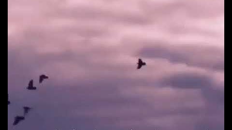 أرح سمعك 🥀قارئ: وديع اليمني 🍃حالات واتس آب.