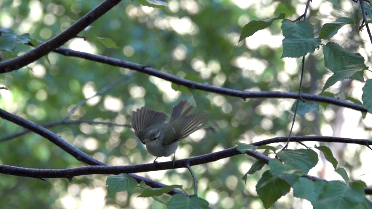 Phylloscopus occipitalis territorial display: wing flick type I