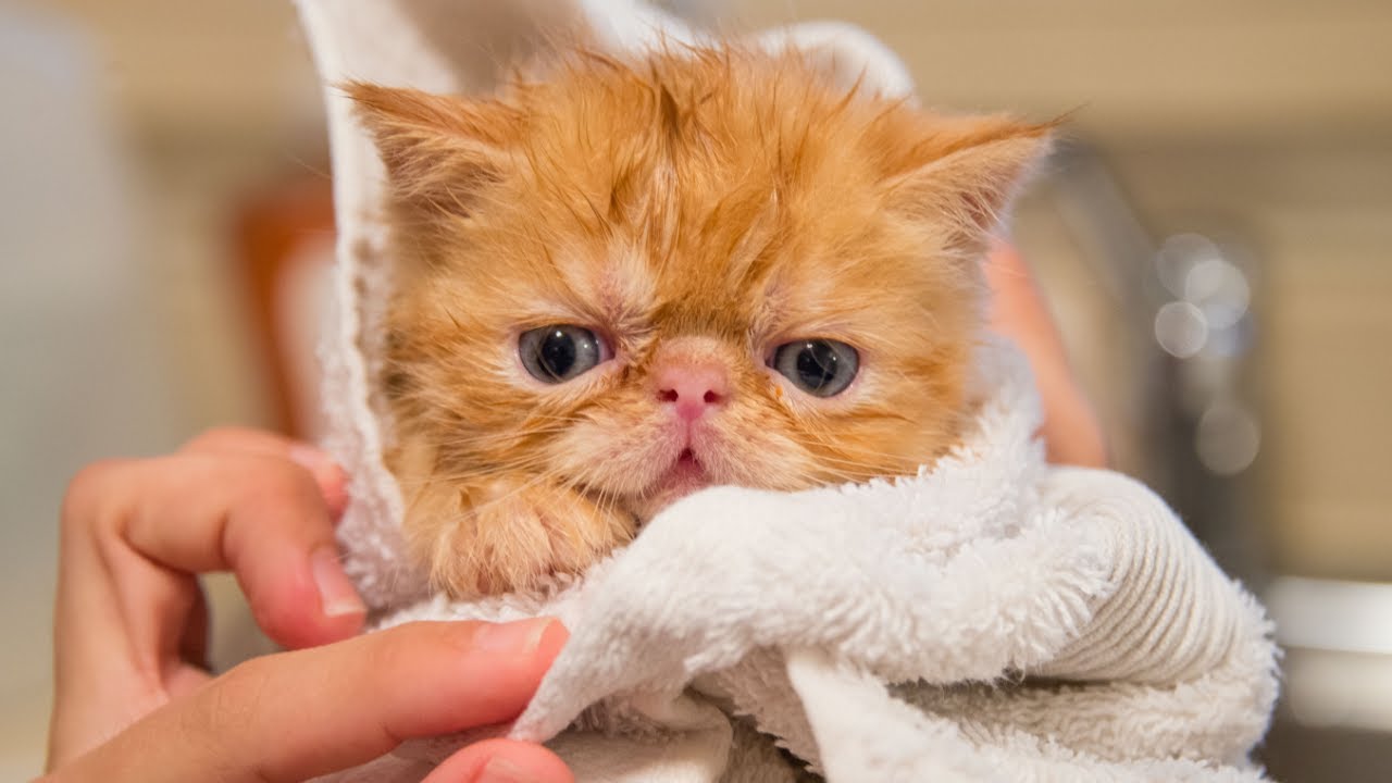 Cute And Funny Cat Videos Compilation Baby Cats Monkey Viral