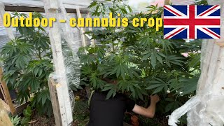 Training Outdoor Cannabis + Greenhouse Extension 🌱 Aloe & Cinnamon Plant Recovery #GreenTalkFamily 