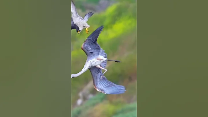 Crazy chasing from peregrine falcon and horrifying scream from great blue heron #peregrine #falcon - DayDayNews