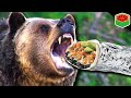 Who Would Win... A BEAR or CHIPOTLE!? | Among Trees