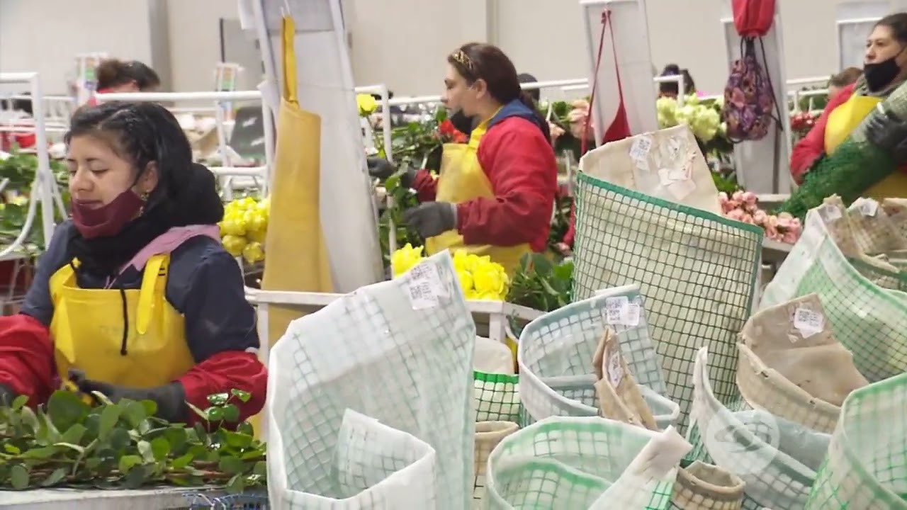 Cosecha y Post cosecha de rosas . - La Finca de Hoy
