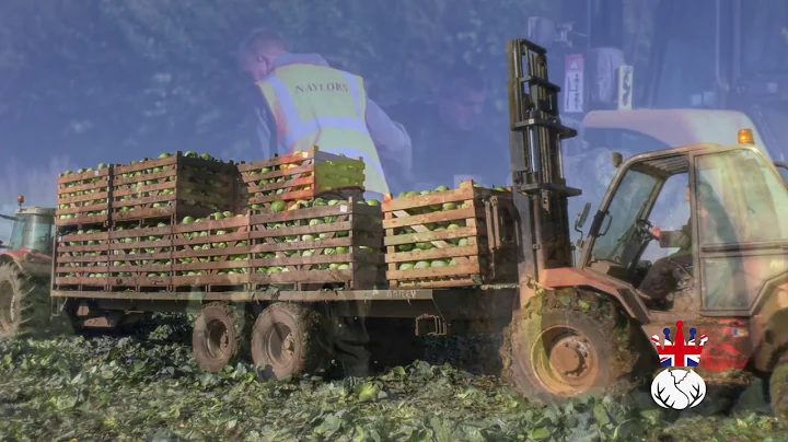 Cabbage Harvest Naylor Farms - Full
