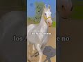 Akhal-teke, el caballo que luce como si estuviera tejida con seda y perla. #sabiasque