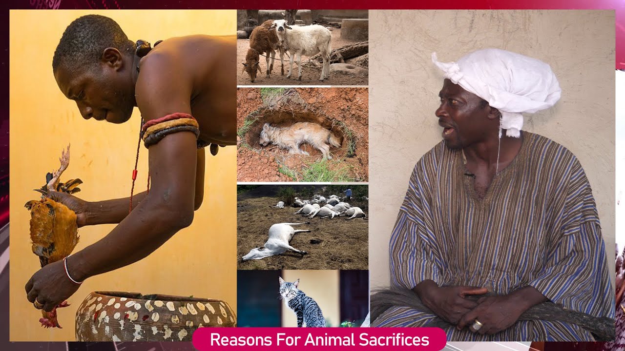 SHOCKING; B!ood Sacrifices Of Every Animal And Their Meaning,Tano Komfo) Reveals All The Secretes