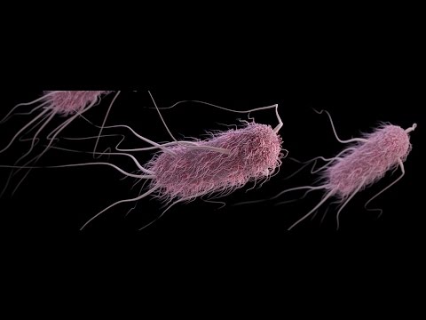 Vídeo: Tratamiento De E. Coli En Orina