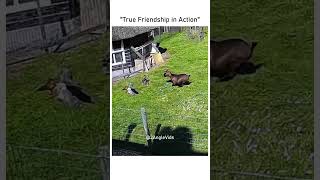 A Goat Protecting Chicken From Hawk Attack goat chicken farm farmanimals hawk