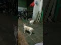 kucing berburu laron
