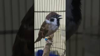 Download Lagu GEREJA TARUNG ORIGINAL GACOR #burung #master #grejatarung #gerejatarunggacor MP3