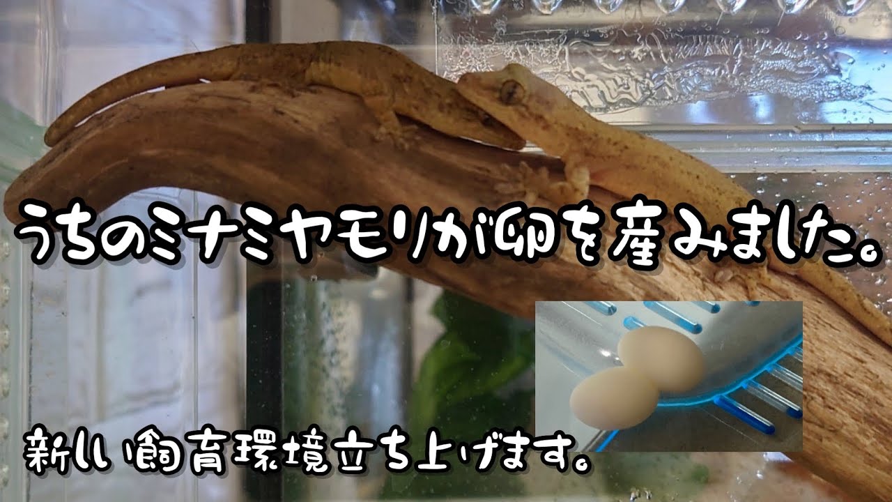 【ヤモリ産卵】うちのミナミヤモリが卵を産みました。【飼育環境立ち上げ】 - YouTube