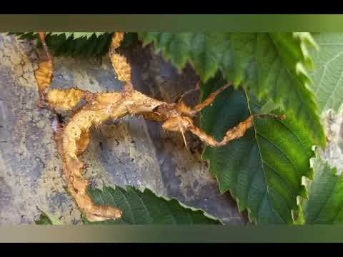 Extatosoma tiaratum ou