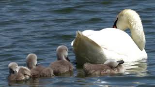 Cute Baby Swan Swim 4k