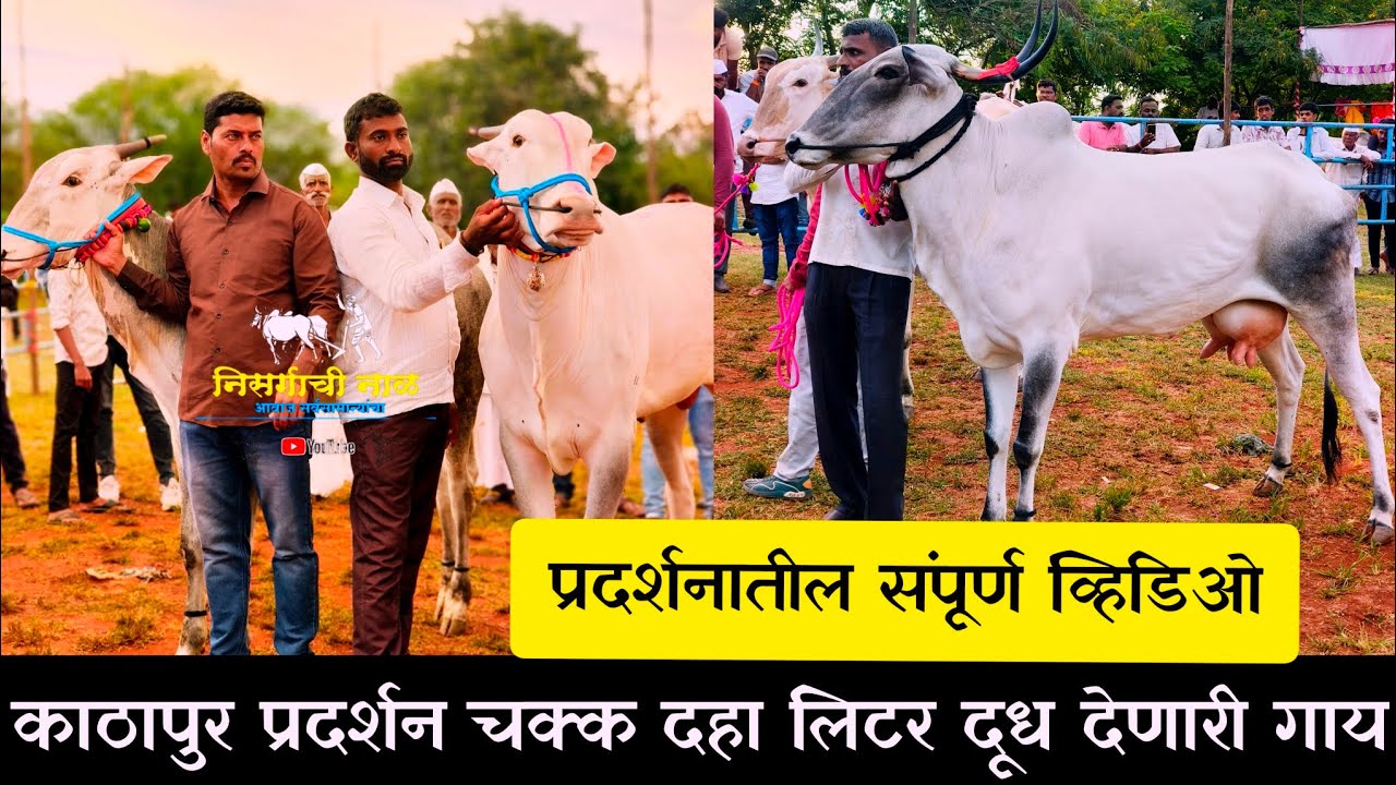 कटापूर खिल्लार प्रदर्शनातील संपूर्ण बैलांचा व्हिडिओ #निसर्गाची_नाळ